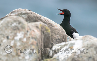 BB 15 0480 / Cepphus grylle / Teist